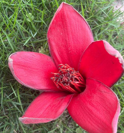木棉花代表什么情感？它的花语有何含义？