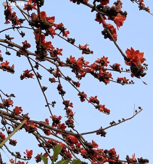 木棉花代表什么情感？它的花语有何含义？