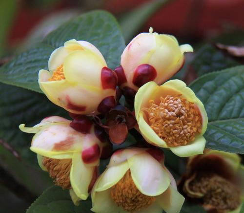 茶花花语含义是什么意思？茶花代表了哪些情感？