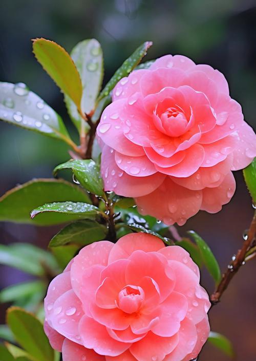 茶花花语含义是什么意思？茶花代表了哪些情感？