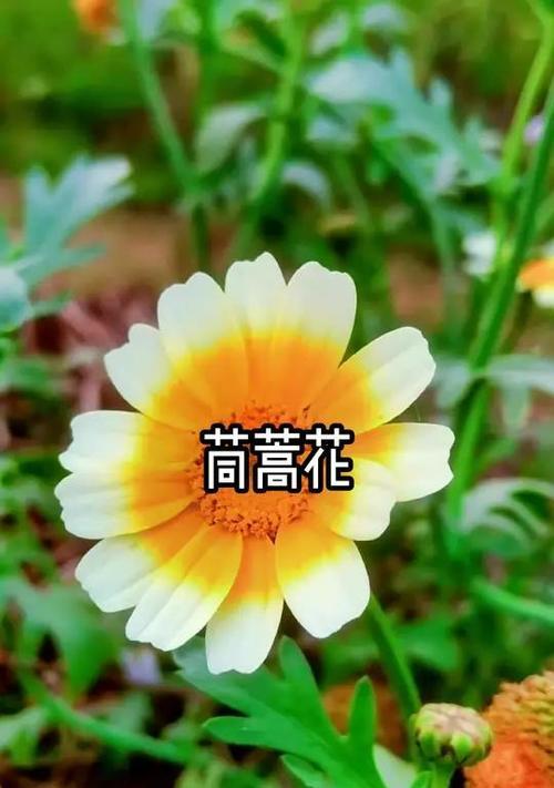 去年的今日花语有何特别含义？
