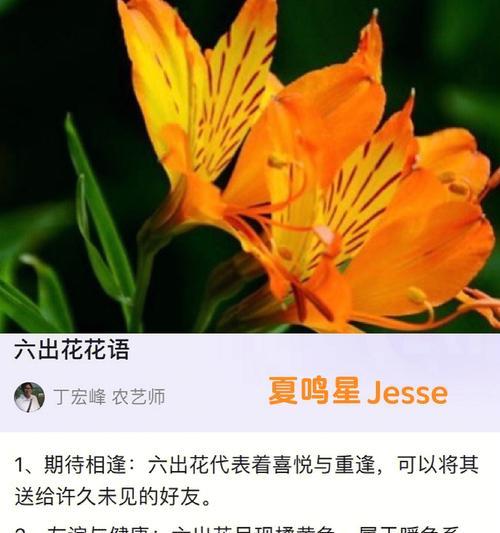 多丁花的花语是什么？多丁花代表了什么含义？