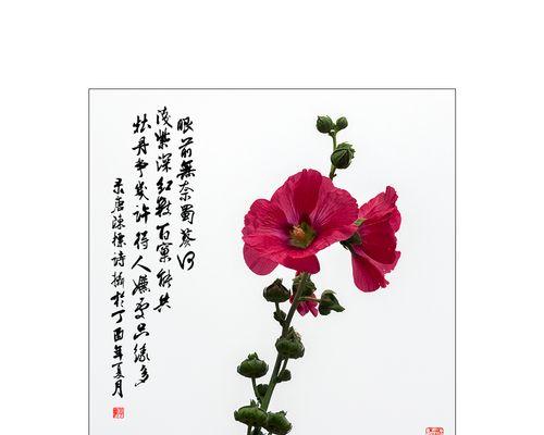 多丁花的花语是什么？多丁花代表了什么含义？
