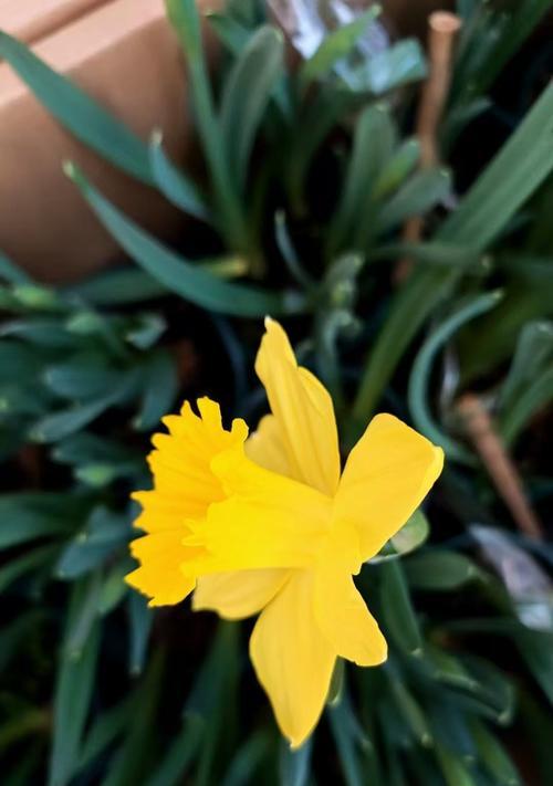 洋水仙的花语代表什么含义？
