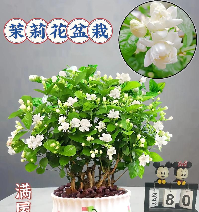 茉莉花的花语是什么梗？茉莉花代表的含义是什么？