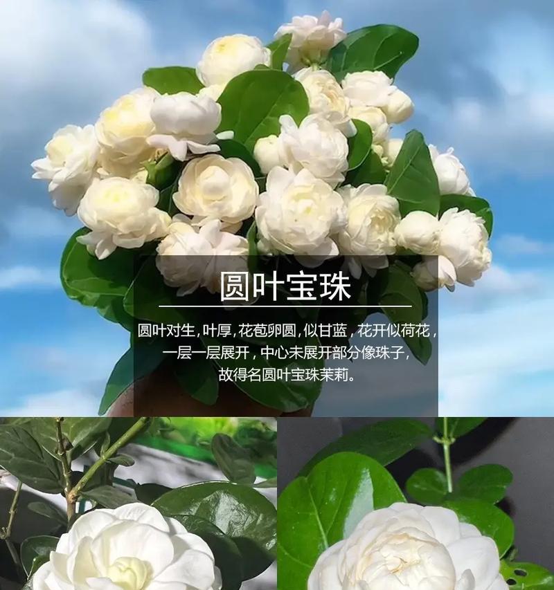 茉莉花的花语是什么梗？茉莉花代表的含义是什么？