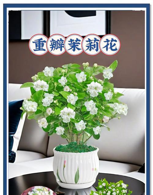 茉莉花的花语是什么梗？茉莉花代表的含义是什么？