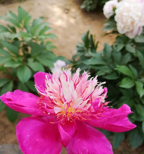 一朵芍药花语是什么意思？单朵芍药传递怎样的情感？