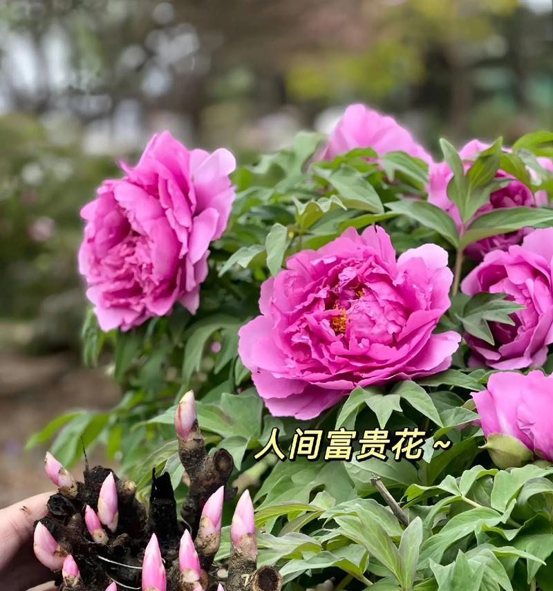一朵芍药花语是什么意思？单朵芍药传递怎样的情感？