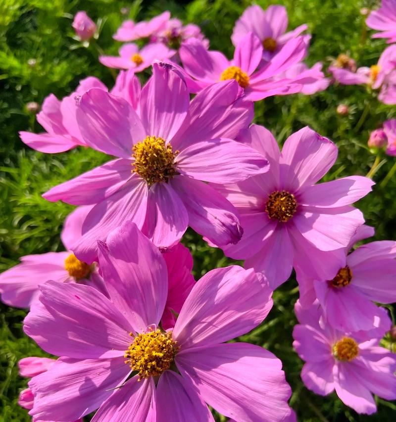 粉色澳洲腊梅的花语有何特别之处？