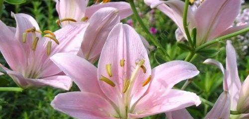 粉色澳洲腊梅的花语有何特别之处？