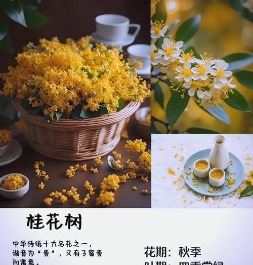 独特的绿植花语有哪些？
