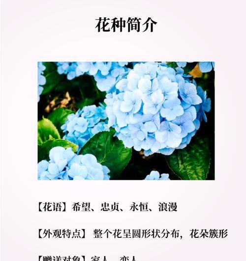 花朵绣球的花语寓意能否传达特别情感？