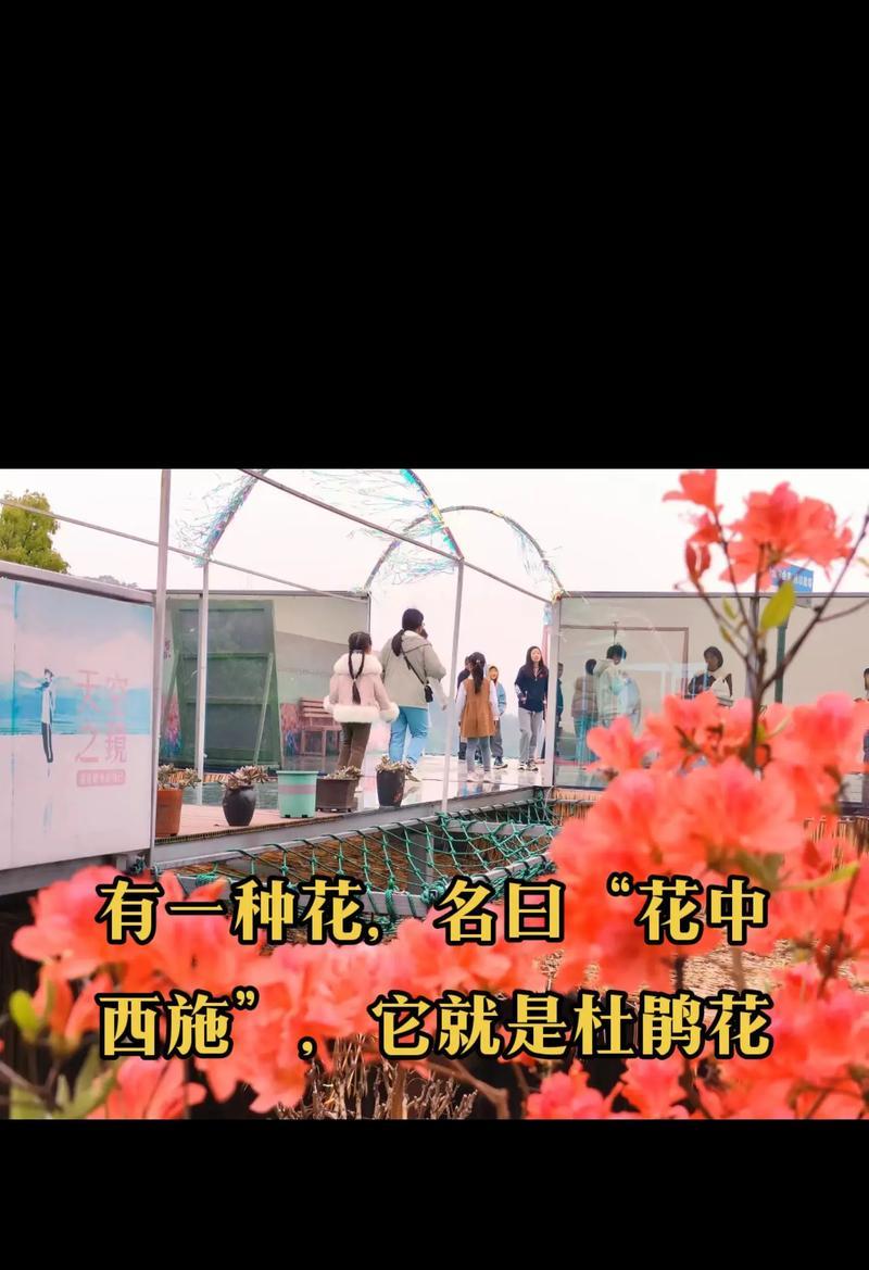 花语山位于哪里？它有什么特别的花语吗？