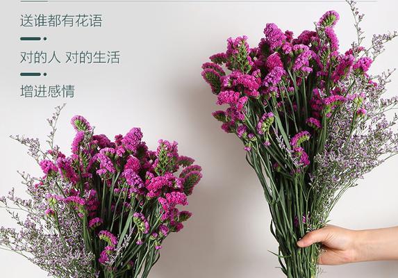 姐妹之间花语有何特别含义？如何增进感情？