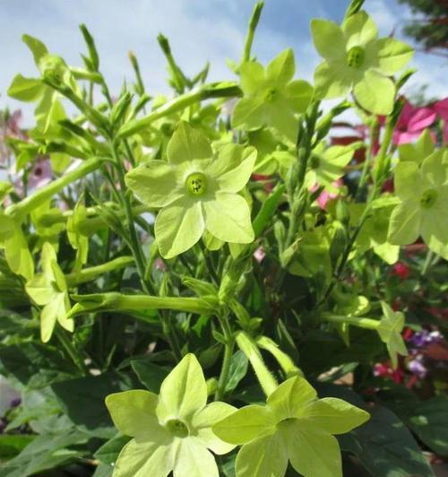 烟的花语和寓意是什么？烟在花语中有何特殊含义？