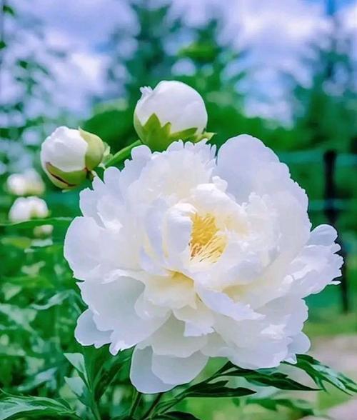 芙蓉花最美的花语代表什么？