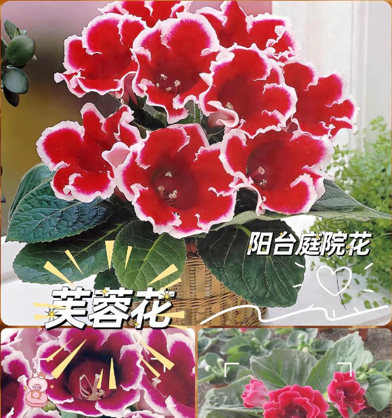 芙蓉花最美的花语代表什么？