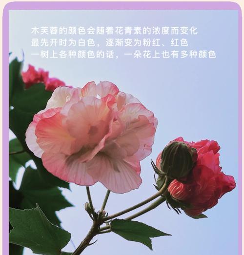 芙蓉花最美的花语代表什么？