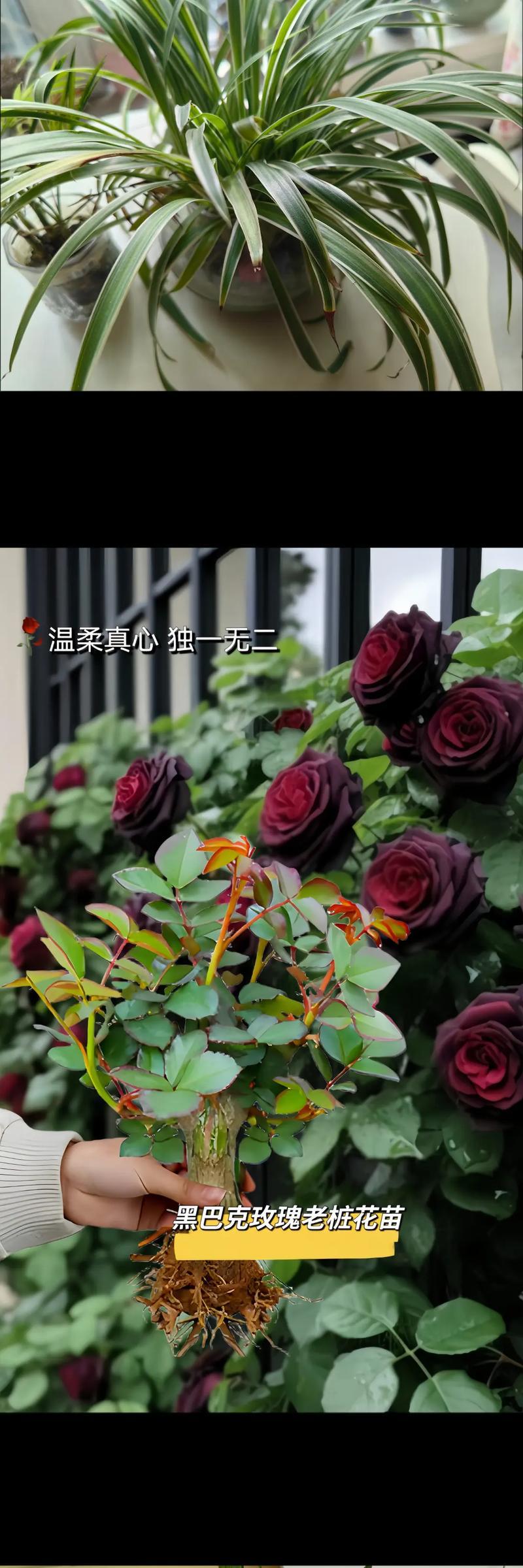 黑暗之花有哪些种类？各自的花语是什么？