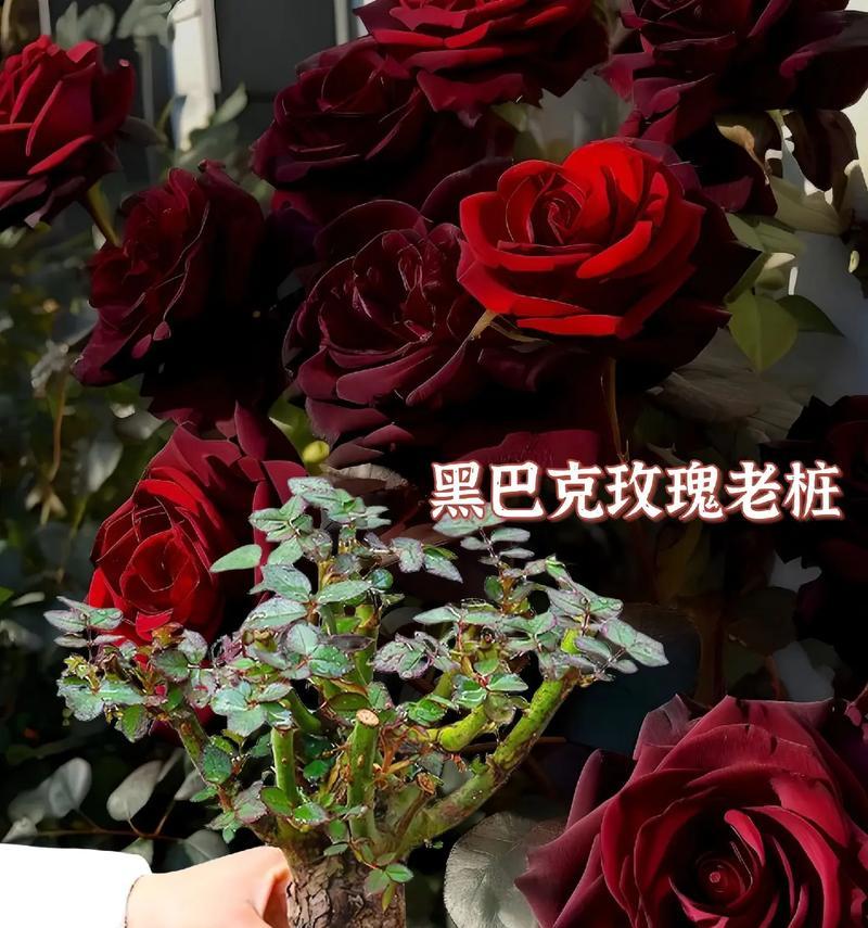黑暗之花有哪些种类？各自的花语是什么？