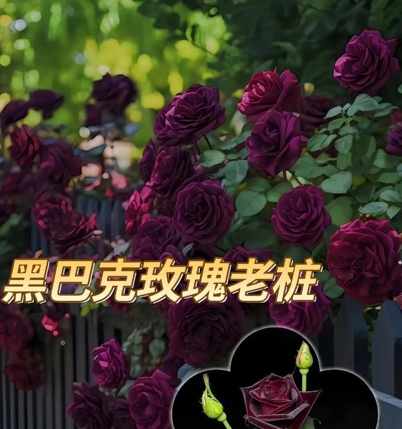 黑暗之花有哪些种类？各自的花语是什么？