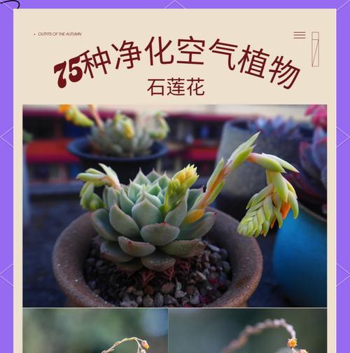 石头兰的花语是什么？它寓意着怎样的情感？