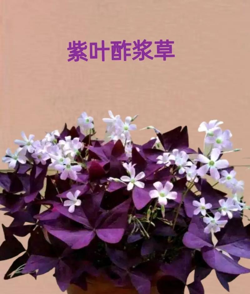 酸浆草的花语有何特别之处？