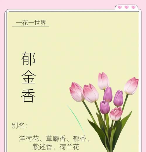 哪种花语代表女性的能干？能干女性的象征花是什么？
