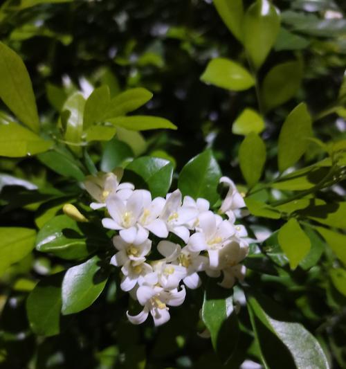 十三朵蒙娜丽莎的花语有何含义？
