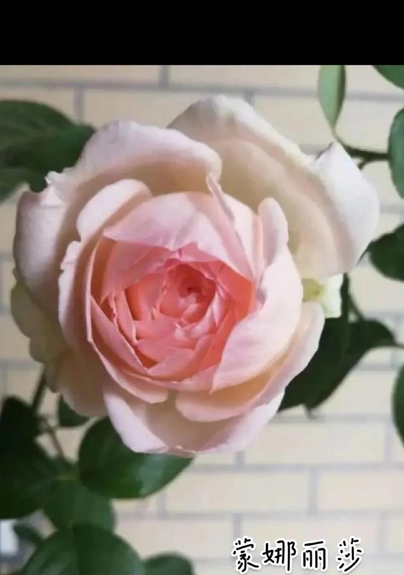 十三朵蒙娜丽莎的花语有何含义？