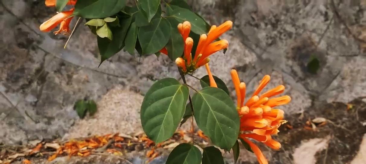 炮仗藤的花语暗示了哪些情感？
