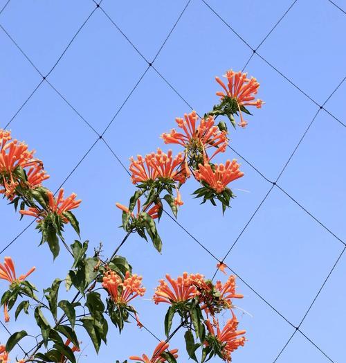 炮仗藤的花语暗示了哪些情感？