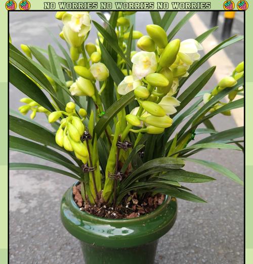 杂花的花语和寓意是什么？它们各自代表了什么？