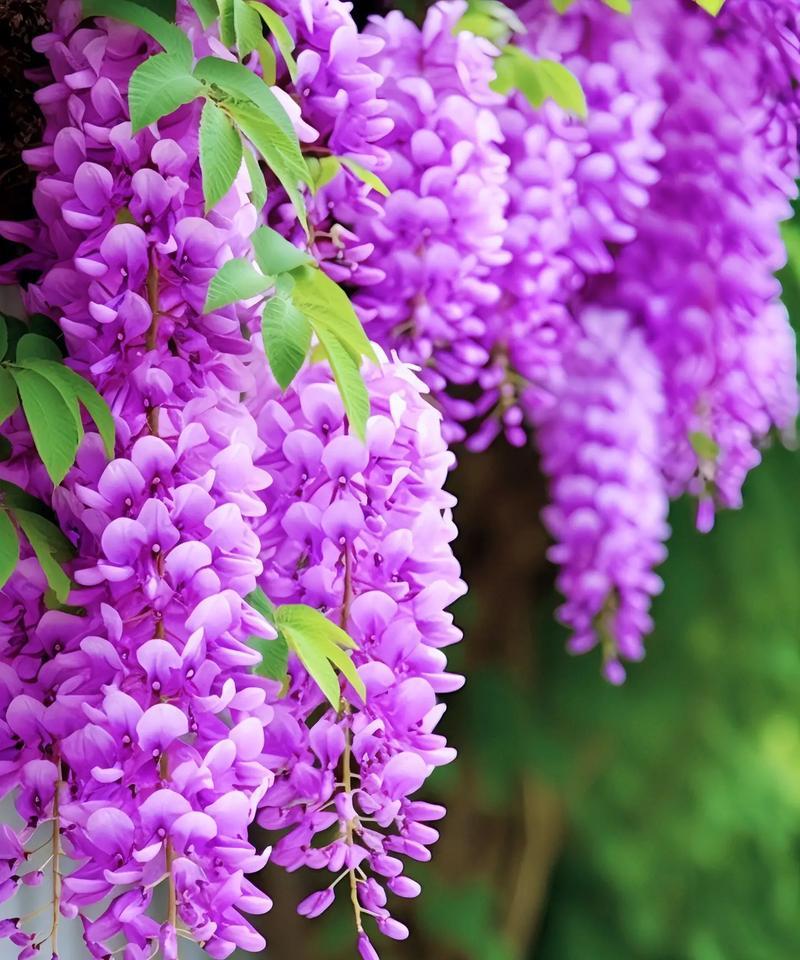 杂花的花语和寓意是什么？它们各自代表了什么？