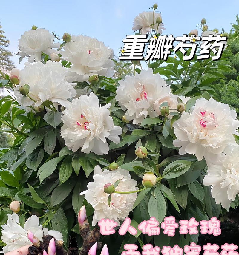 粉红钟花的花语是什么？它在花语中代表了什么？