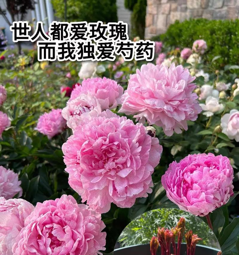 粉红钟花的花语是什么？它在花语中代表了什么？