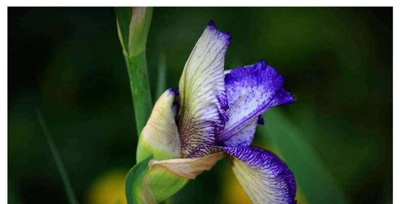 植物的花语有哪些？它们各自代表了什么？