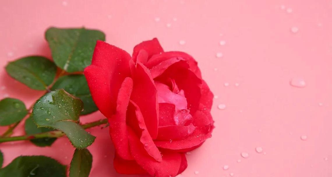 平安夜送什么花最感人？这些花的花语有何深意？
