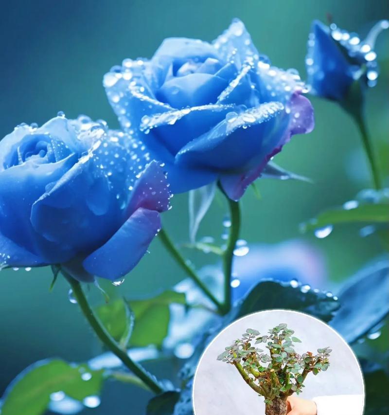 水中的玫瑰花语是什么？它代表了什么含义？