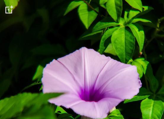 紫霞仙子是什么花语？这种花如何象征梦幻与神秘？