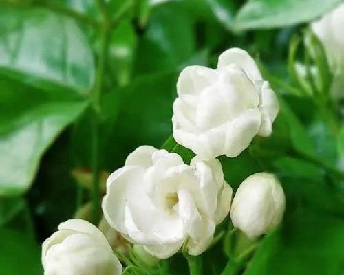 六枝茉莉花传递了哪些信息？