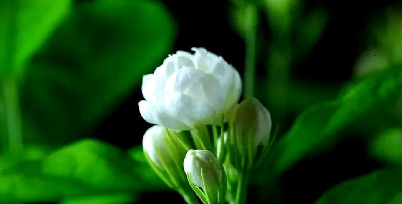 六枝茉莉花传递了哪些信息？