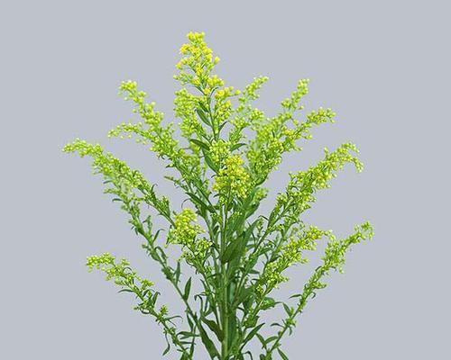 黄莺花的花语有何寓意？