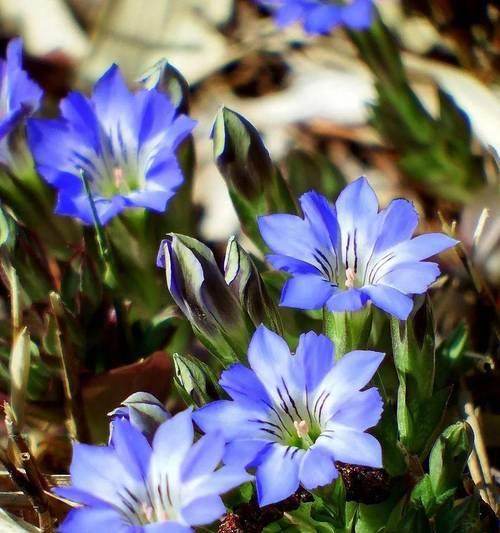 龙胆花的花语代表什么？龙胆花适合在什么场合赠送？