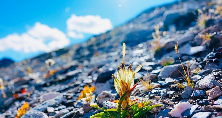 龙胆花的花语代表什么？龙胆花适合在什么场合赠送？