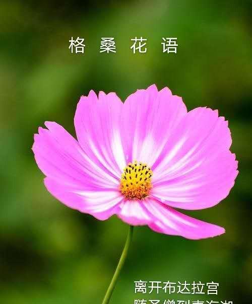 花语飘香原创原声有何特别之处？