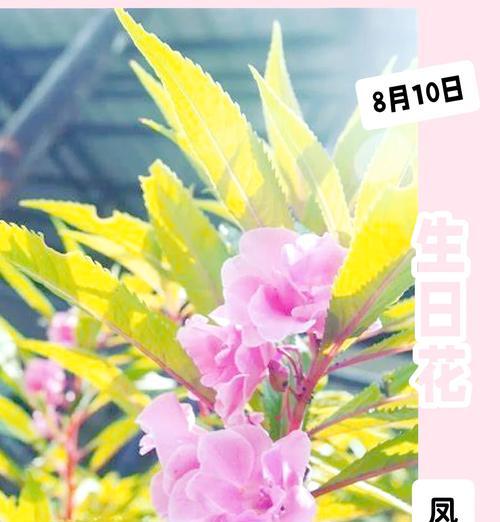三月八日有哪些特别的花语？