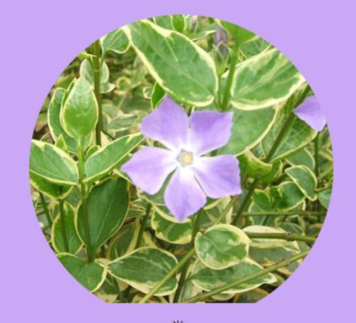 三月八日有哪些特别的花语？