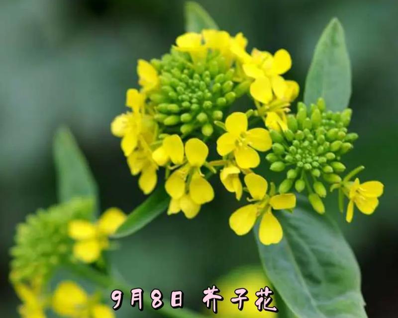 三月八日有哪些特别的花语？